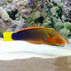 Red Coris Wrasse